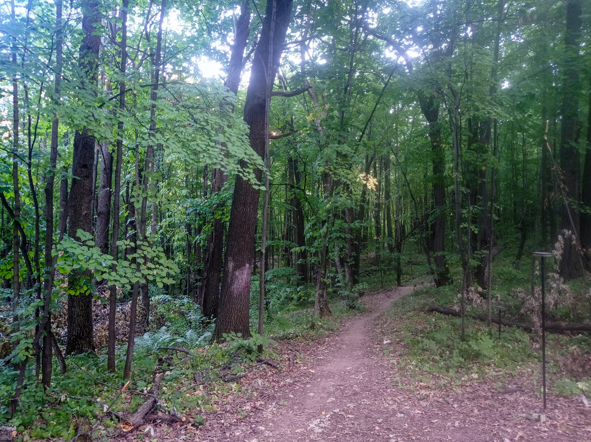 Спуск к Волге по склону, поросшему лесом