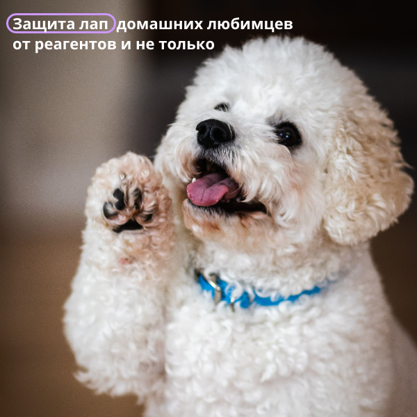 Прогулки с нашими питомцами - это не только отличная физическая активность для них, но и возможность насладиться свежим воздухом и окружающей природой.