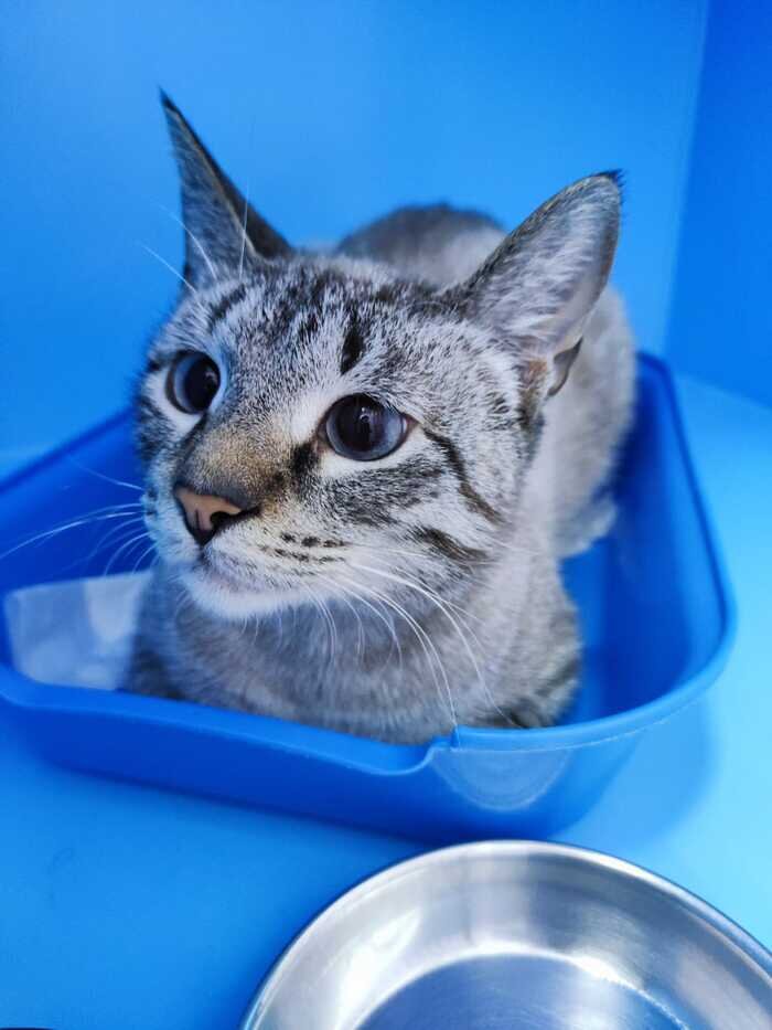 Очень многие тут лежат в лотках - в них стенки со всех сторон, котики, как засадные хищники, чувствуют себя так уютнее. Дома коробки они любят по той же причине, кстати.