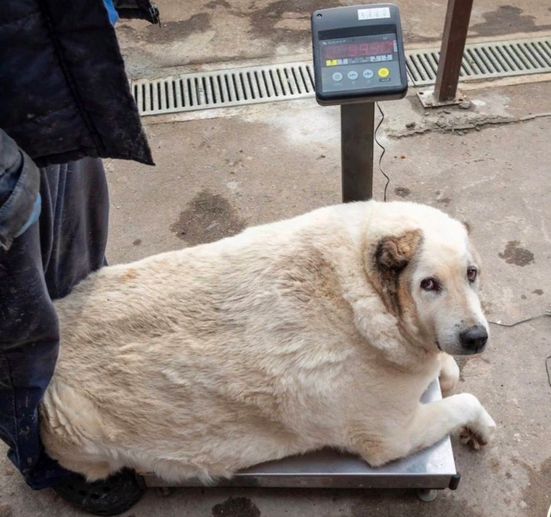 Фото: vk.com/bfsostradanie