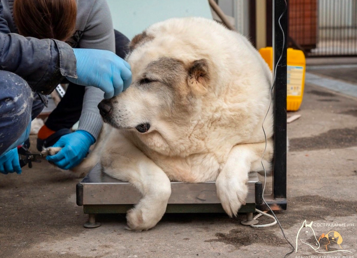 Фото: vk.com/bfsostradanie