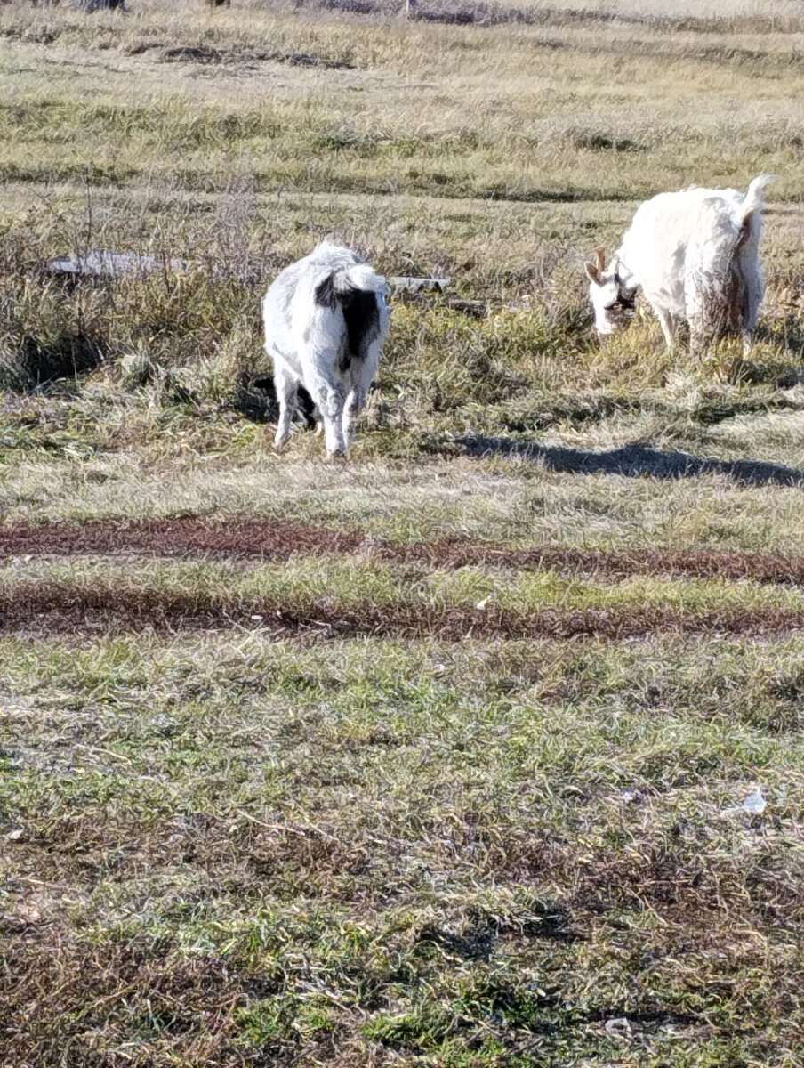 Маня и Кнопка