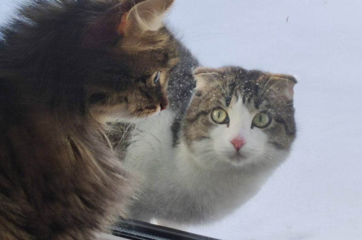    Жители Ямала зарегистрировали почти 800 домашних кошек и собак