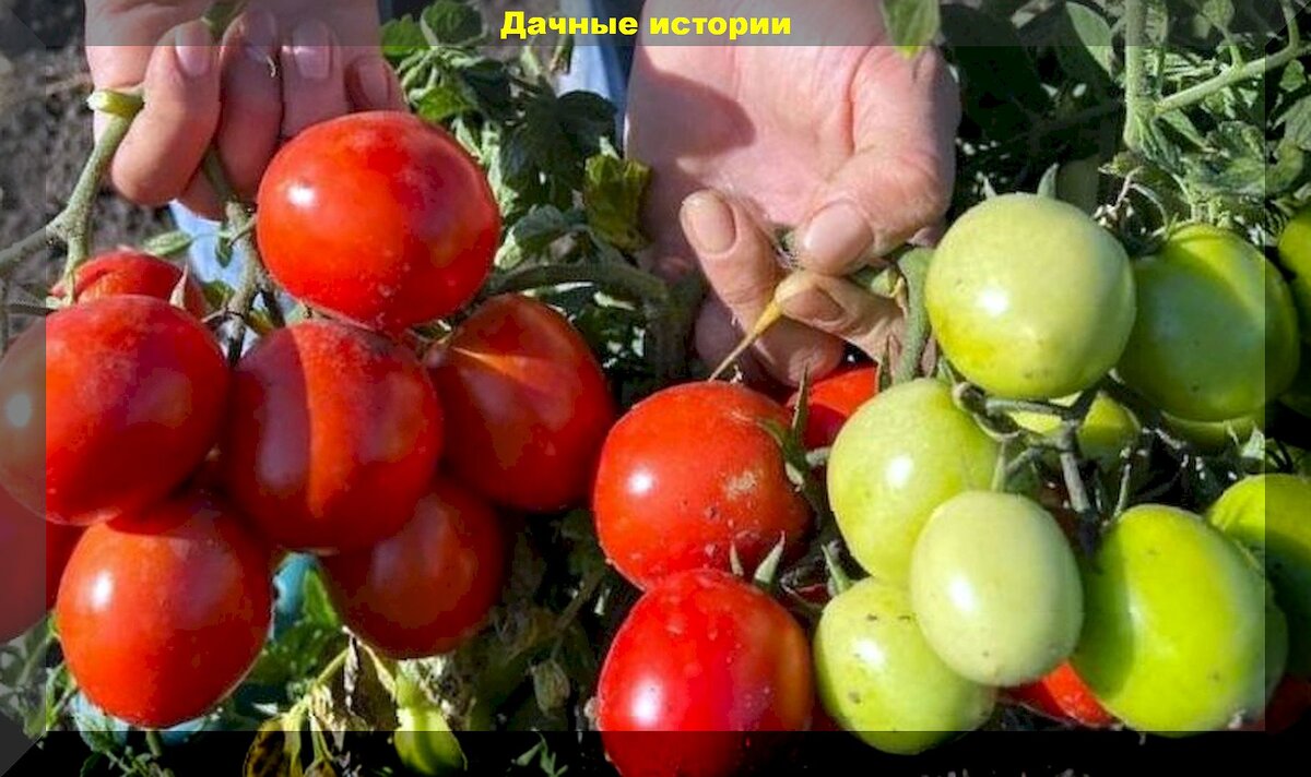 Томат сан