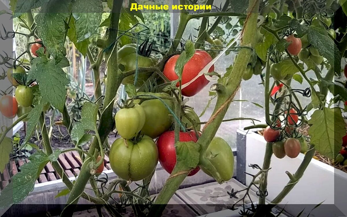 https://vk.com/photo-159774511_457262318. Томат " Пухляш F1".