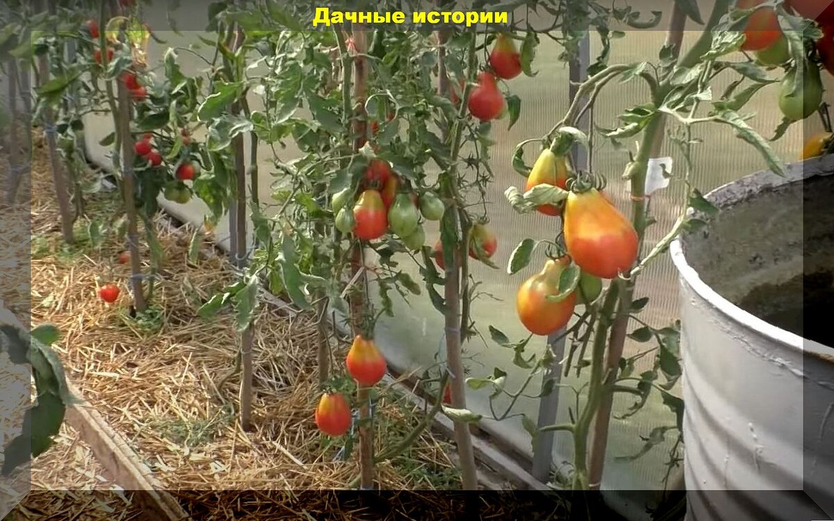 https://vk.com/photo-159774511_457262319