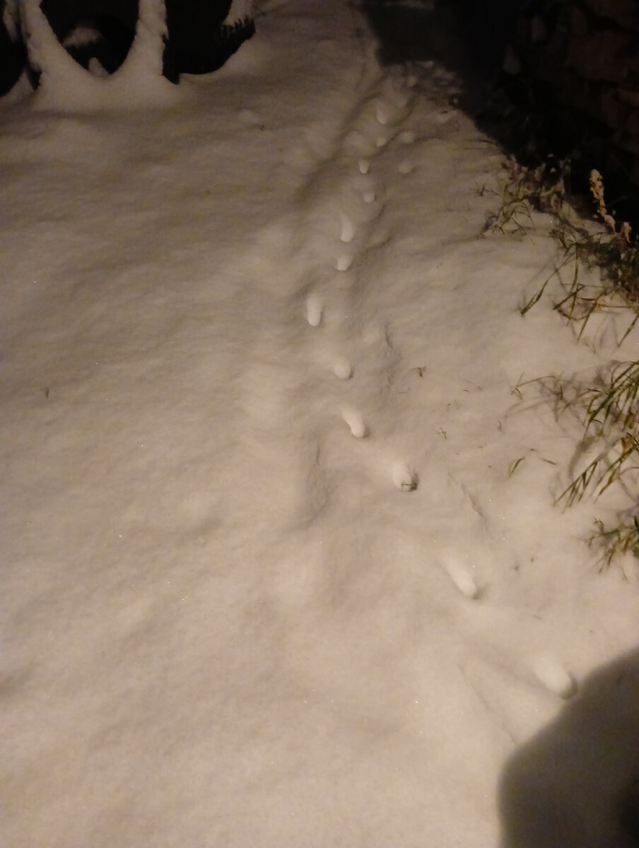 Котик прошел .