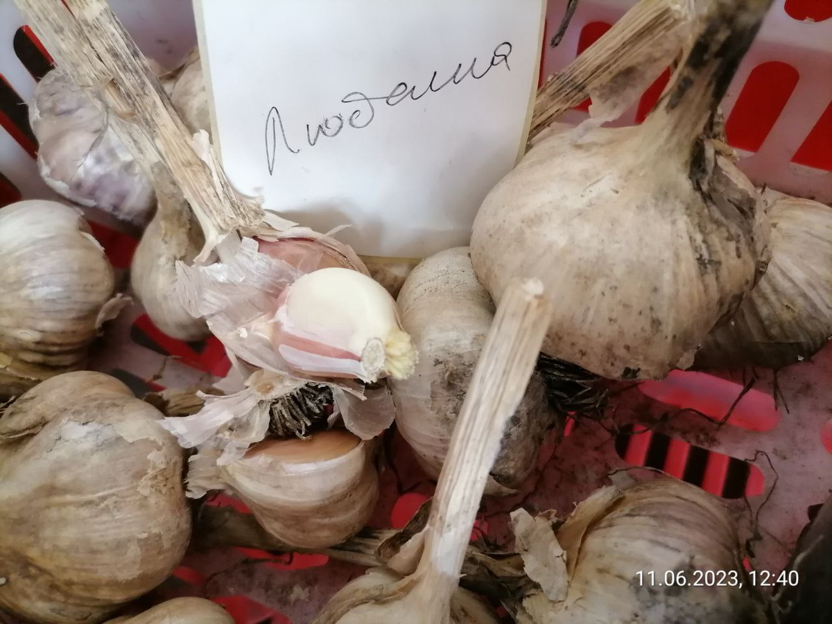 Чеснок Любаша в июне, разобрала головки, почистила зубок, чтобы показать, как хорошо сохранилась