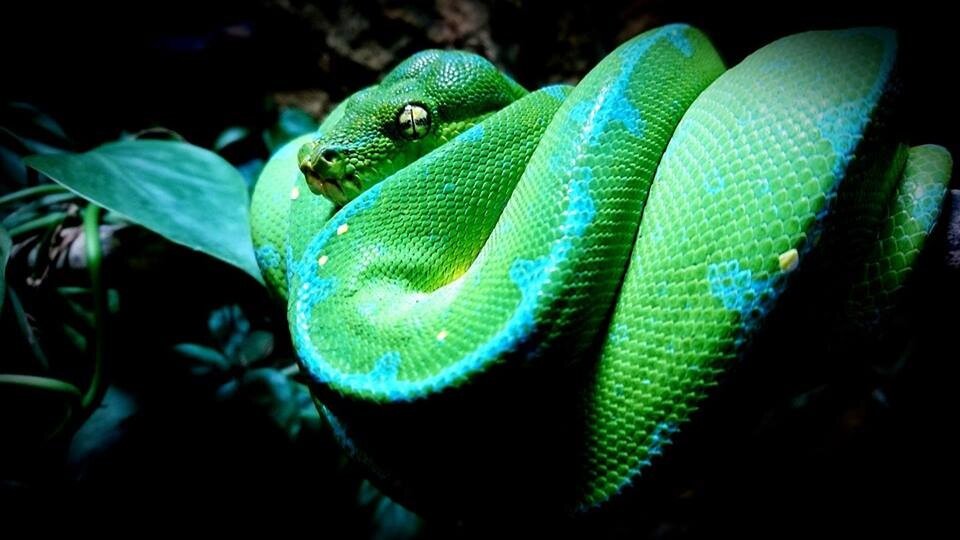 Jayapura. фото Maxime Goineau