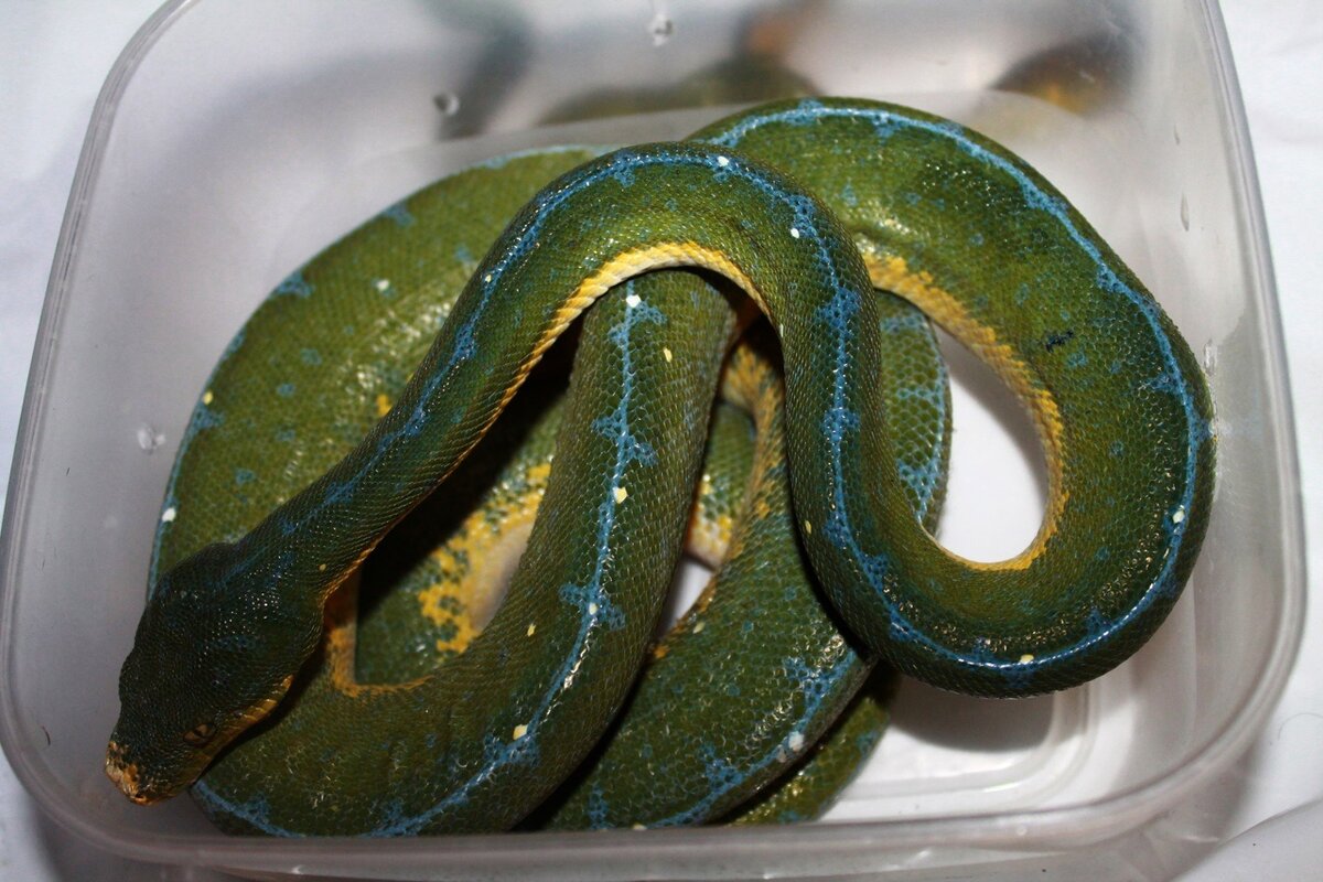 Лере. Фото Сергей Смирнов