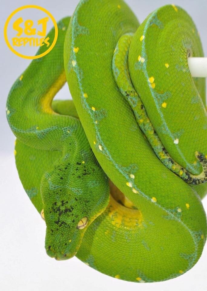 Lereh. фото Ian Bessell