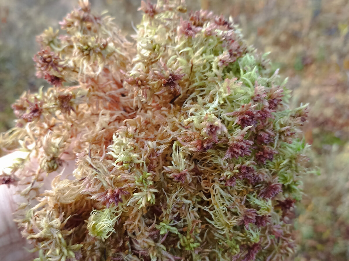 Розовый мох сфагнум хорош для укоренения