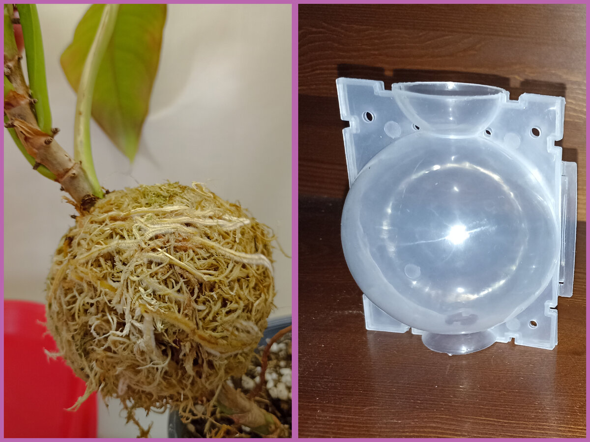 Шар для укоренения диаметром 5,8,12 см