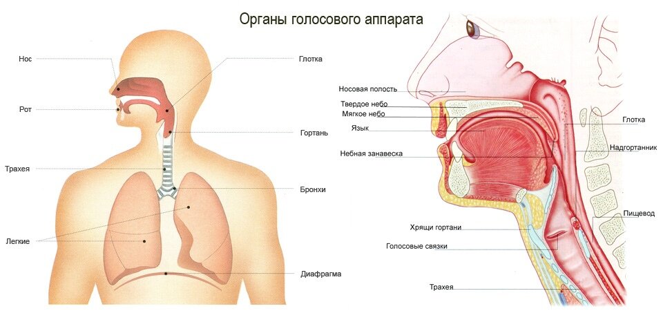 РЕЗОНАТОРЫ – это полости, окружённые костными границами. К примеру, корпус скрипки - это тоже резонатор, где отзываются колебания струны (звука).-2