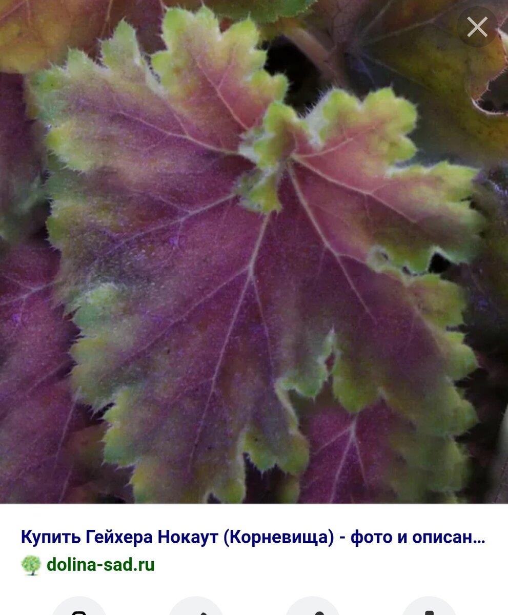 Никогда он такой не бывает! 