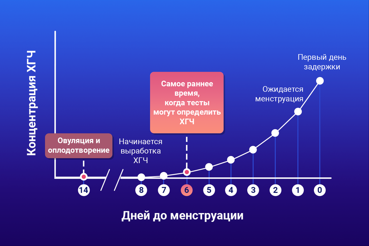 Так нарастает ХГЧ на ранних сроках беременности. Чтобы ХГЧ начал вырабатываться, в момент овуляции должно произойти оплодотворение яйцеклетки.