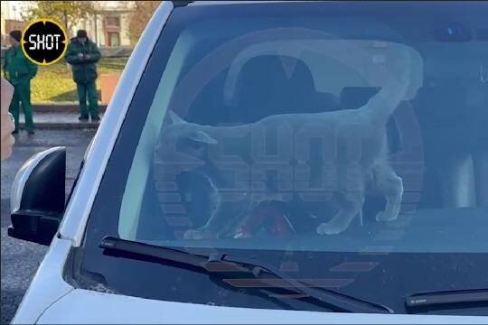    Кот заперт в машине в центре Москвы четвертый день: его хозяина могли задержать
