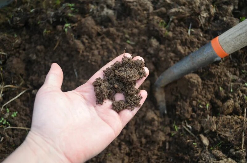 Почва глинистая.