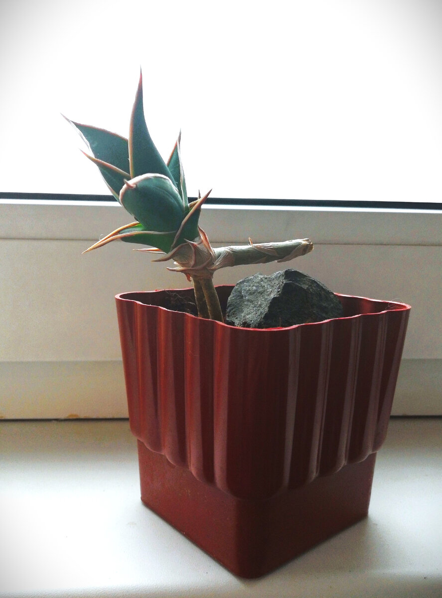 Моя малышка пингвикула