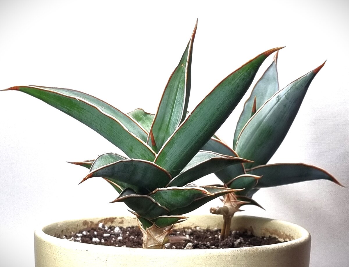Сансевиерия на ножках. Sansevieria Pinguicula. Или как растение сбегает ...