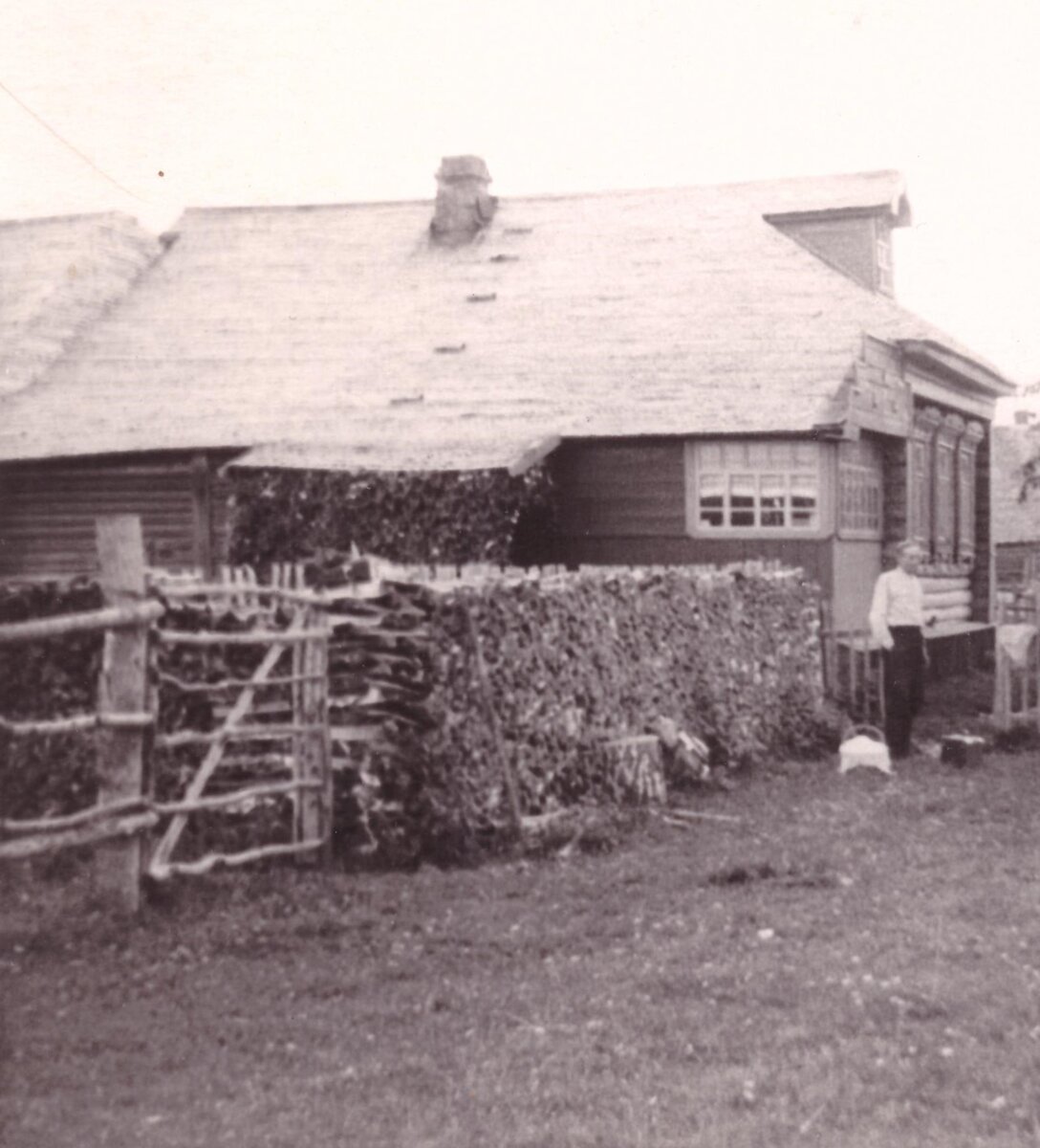 Дом, где вырос мой отец. Это был сруб с русской печью, крышей из дранки, с крытым двором. То есть хлев, сенник, сарай и т.п. – всё под одной крышей с жилым домом, как принято в Северной России и во владимиро-суздальских землях. У дома – мой дед Сергей Васильевич Ямсков. Фото 1956 года.