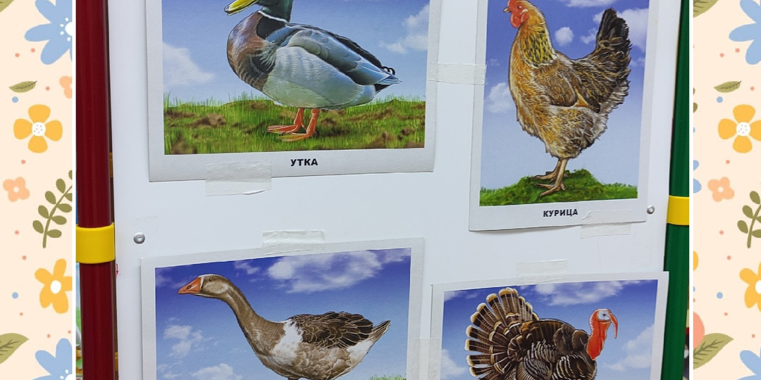 Тема "Домашние птицы"