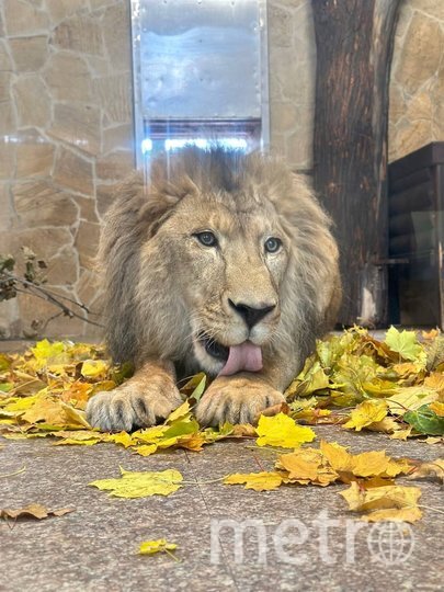    Фото: vk.com/spbzoopark.