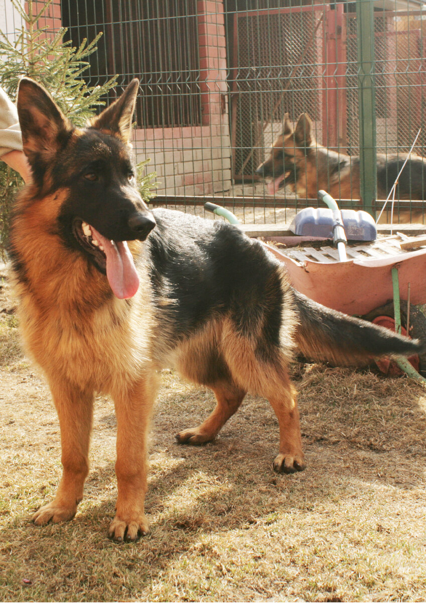 Асгерт (Крейзи) у заводчицы, 22 апреля 2023 года. Фото автора.
