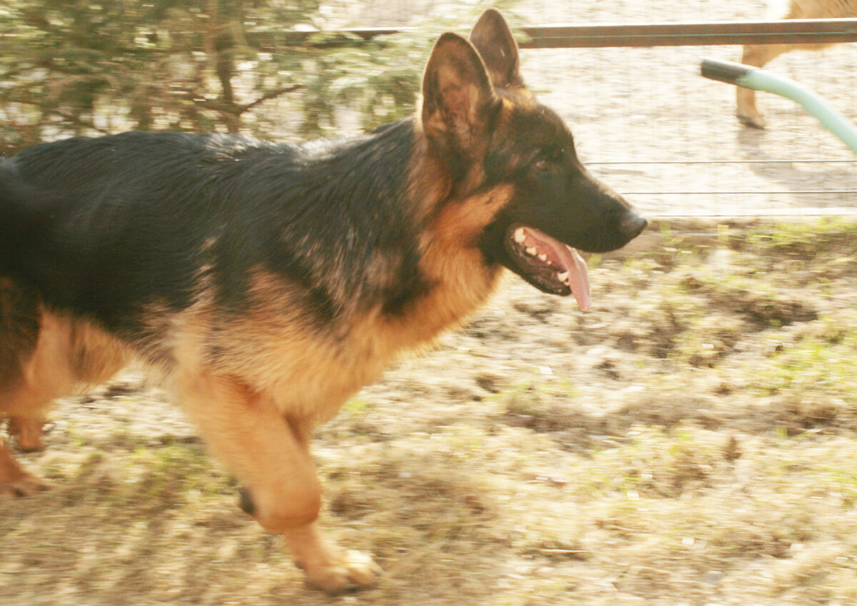 Асгерт (Крейзи) у заводчицы, 22 апреля 2023 года. Фото автора.