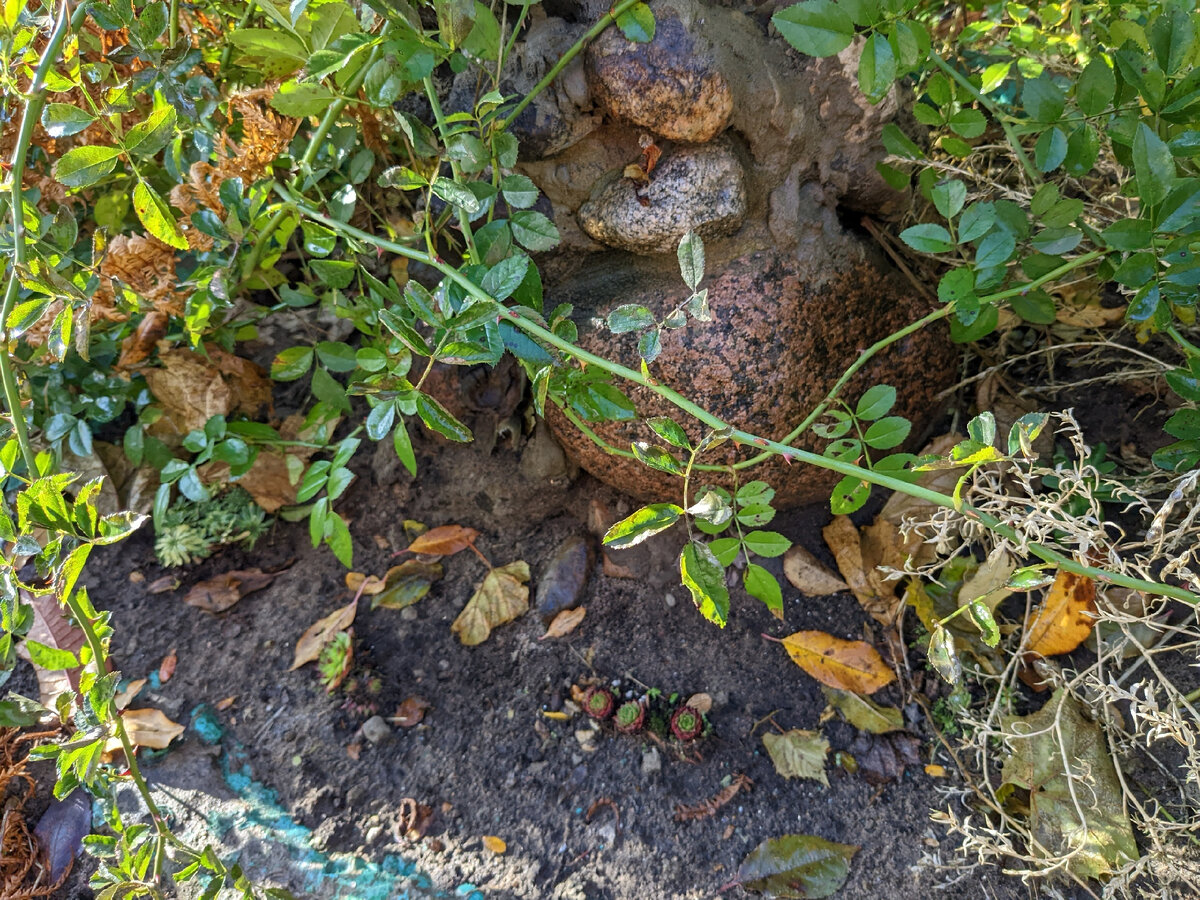 Молодила в фонтане