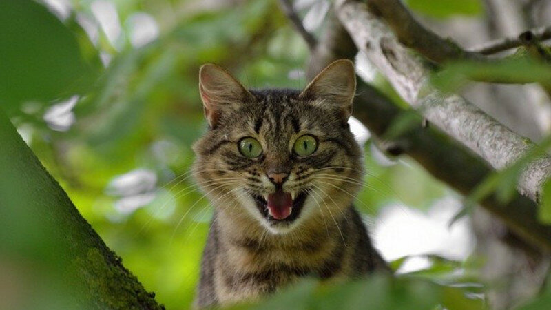     Кот. Непередаваемые эмоции. pixabay.com.