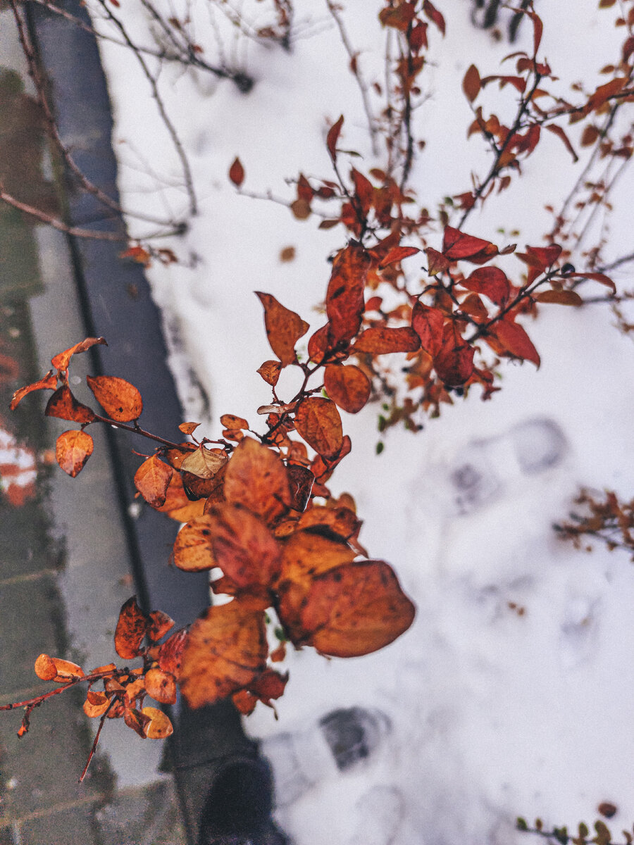 Личный архив. By EleNaumenko