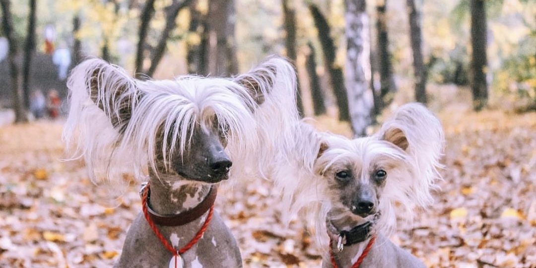 Путешествие с собаками: мой ужасный отпуск в Крыму - часть 6