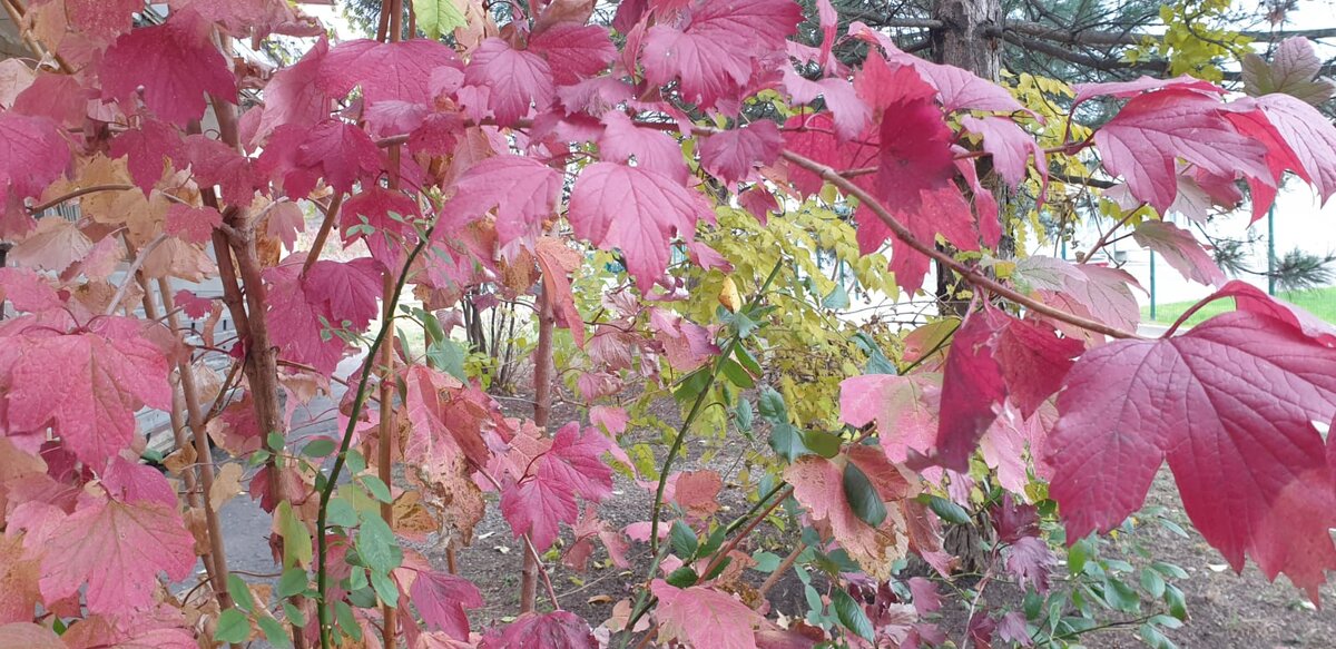 фото Елены Лабо