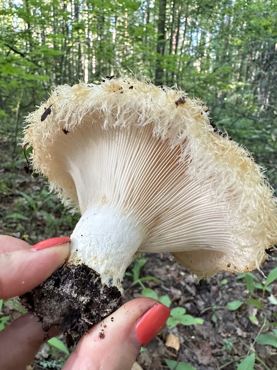 Груздь бахромистый (Lactarius citriolens)