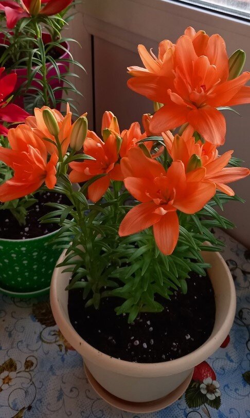 фото из моего архива