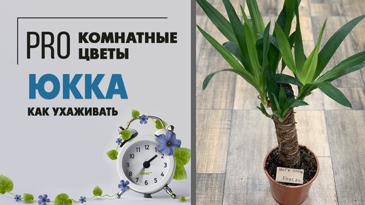 Юкка - домашняя пальма | неприхотливые тропики