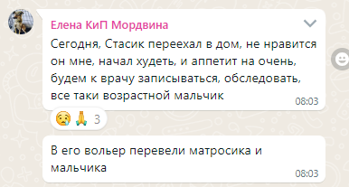 Скрин из чата