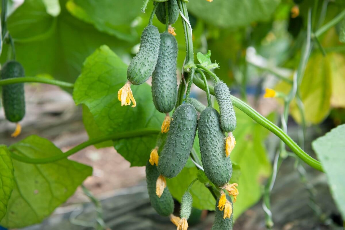 Cucumis sativus