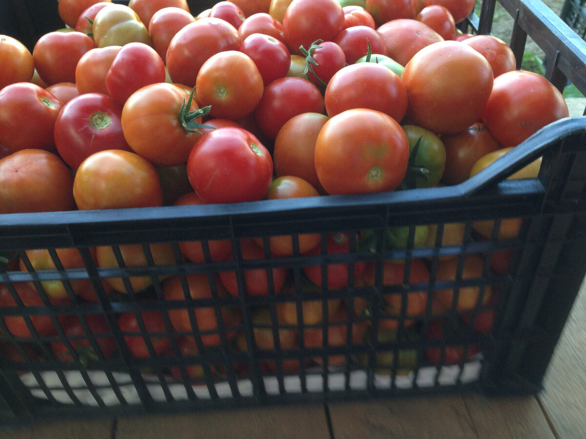 Фото автора.