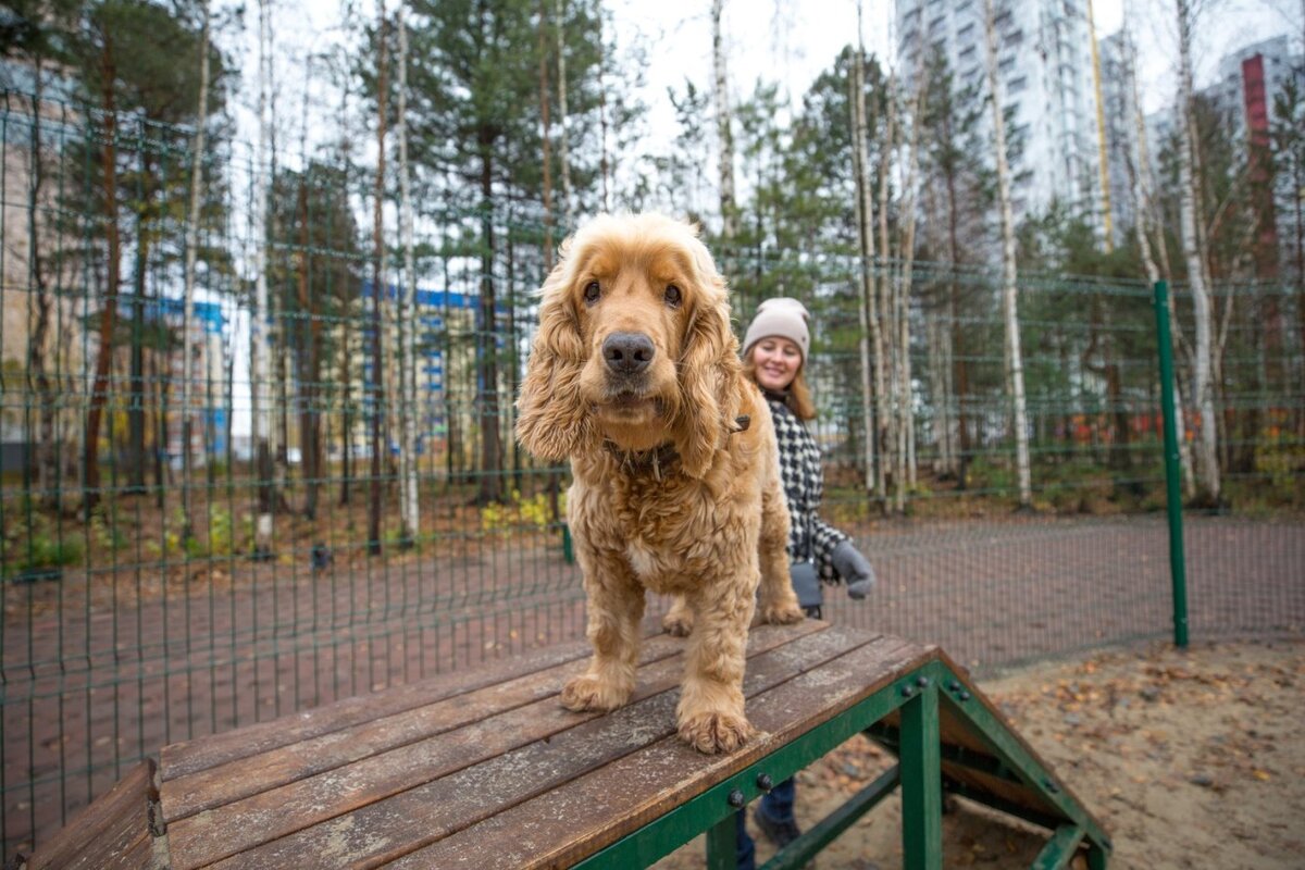    Новую площадку для выгула собак открыли в Сургуте в парке 20А микрорайона