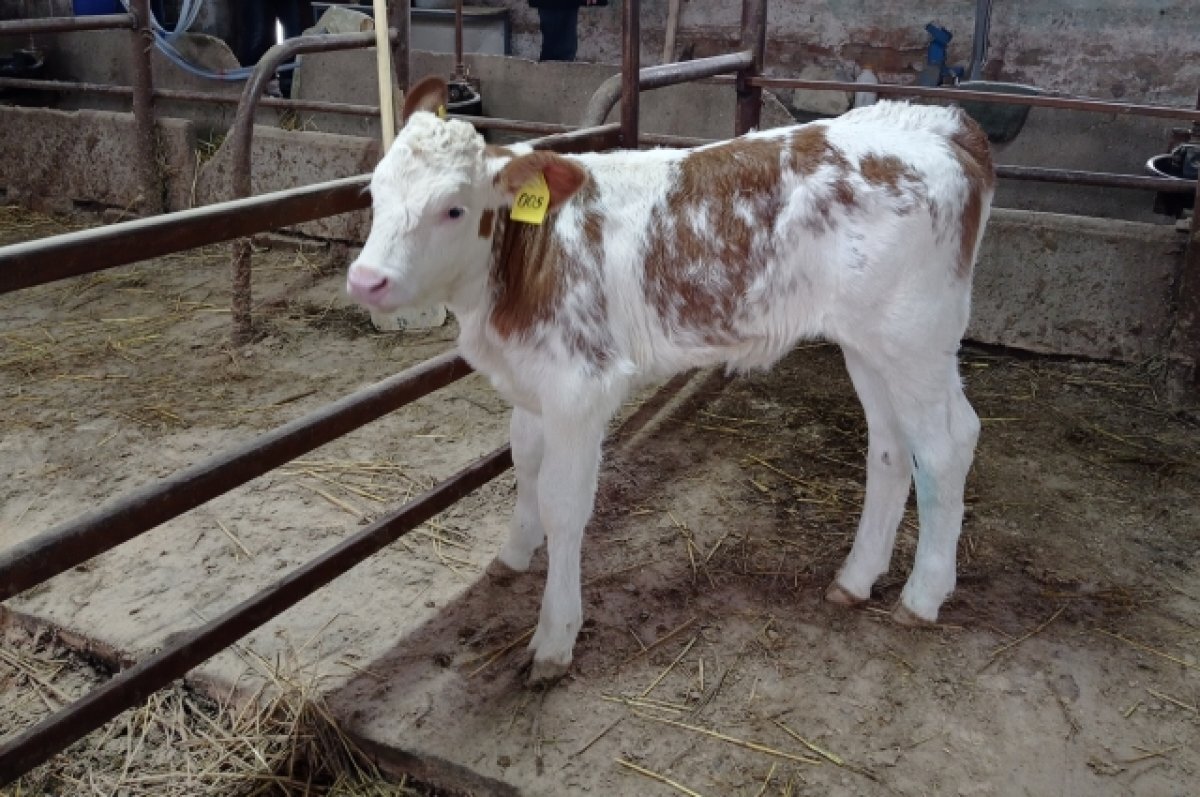   В Подмосковье показали подросшего теленка первой в РФ коровы из пробирки