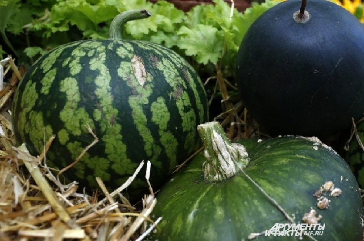    Иранец построил башню из арбузов и попал в Книгу рекордов Гиннесса