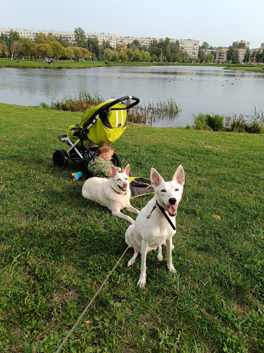 Первый день Черри дома. Первая прогулка Черри. Полюстровский парк. 