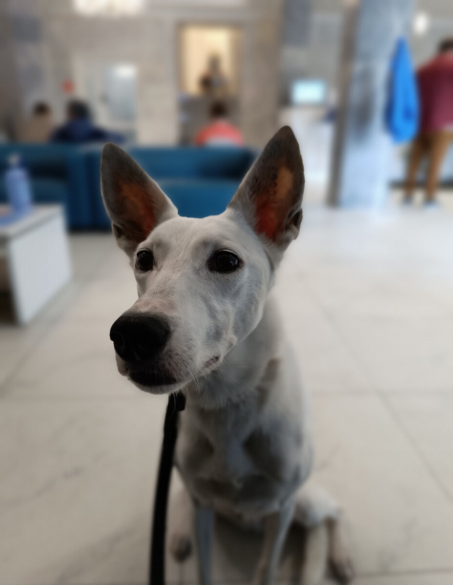 Черри в ожидании приема невролога. Ветеринарная клиника "Прайд".