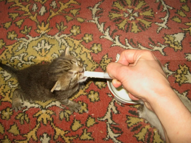 Кот Васька родился очень любопытным пушистиком, всегда пытался изучать мир вокруг, хоть это и не стоило ему жизни несколько раз.-2