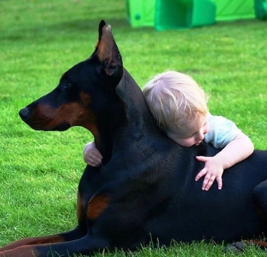 Мать на несколько секунд оставила годовалого ребенка наедине с крупной собакой. Когда она посмотрела в окно, то от уведенного не могла пошевелиться.-4