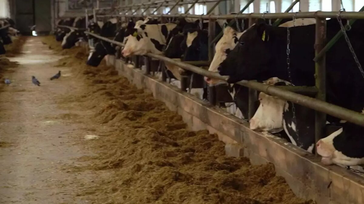     В Удмуртии из-за угрозы эпидемии узелкового дерматита уничтожили уже более 600 коров и свиней. Предприятия ОПК региона остро нуждаются в кадрах, не хватает 4,5 тысячи рабочих. Студентов-целевиков, нарушивших договор, планируют штрафовать. Udm-info подводит информационные итоги среды, 1 ноября.