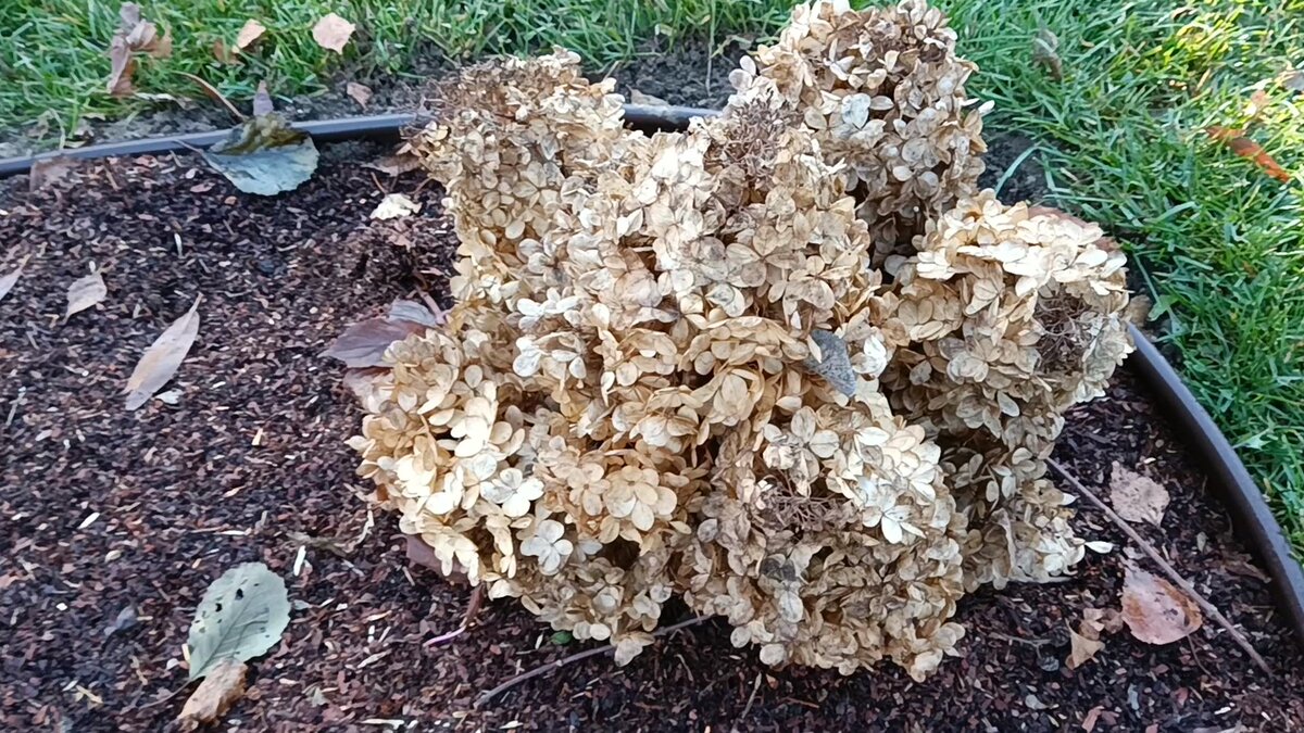 Молодые саженцы гортензий в первую зиму можно укрыть срезанными шапками взрослых кустов или лапником.