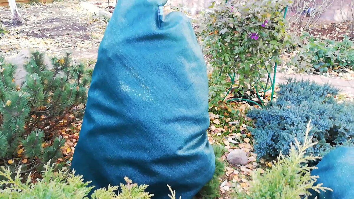 Укрытие хвойных сеткой-притенкой.